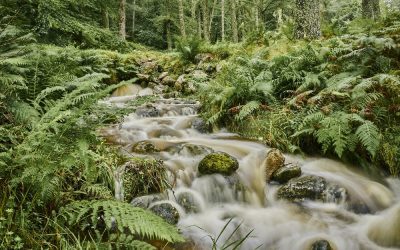 The Power of Positive Contribution to Biodiversity: A Closer Look at Positive Avoided Impact