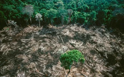 Iceberg Data Lab Launches Deforestation Risk Tool