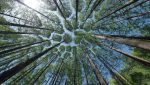 trees 4450514 1280
