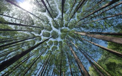 Iceberg Data Lab Unveils Corporate Deforestation Impact
